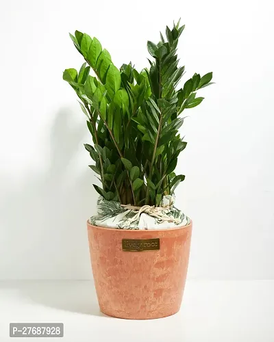 Zomoloco Live Air Purifying Indoor Zz Zamioculcas