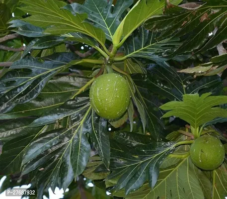 Zomoloco Live Breadfruit Plant Rare Dwarf Exotic A