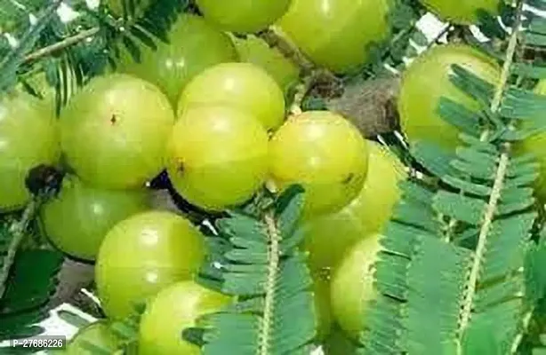 Zomoloco Amlamodelna5Plant Amla Plant-thumb0