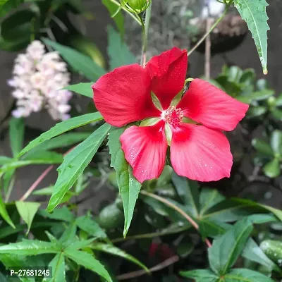 Zomoloco Hibiscus Red Live Flower Plant Disha220