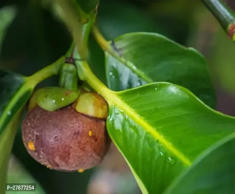 Zomoloco Mangosteen Plant Mangosteen Plant-thumb0