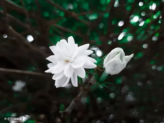 Zomoloco Arabian Jasmine Double Petal Live Flower-thumb0