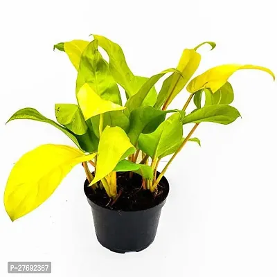 Zomoloco Philodendron Indoor Hybrid Live Plant For