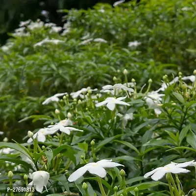 Zomoloco Jasmine Crepe Jasmine Chinese Tagor Nig