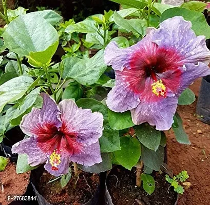 Zomoloco Rh197 Hibiscus Plant-thumb0