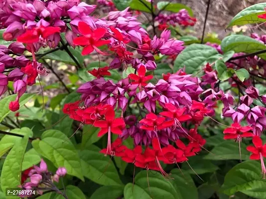 Zomoloco Live Rare Bleeding Heart Vine Red Clerod-thumb0