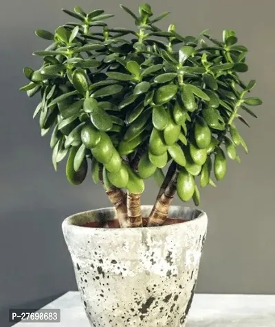 Zomoloco Jade Live Plant For Indoor Decoration C-thumb0