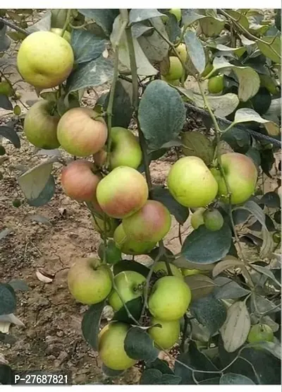 Zomoloco Ber Apple Indian Jujube Fruit Live Plant