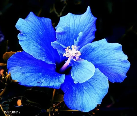 Zomoloco Blue Hibiscus 003 Hibiscus Plant-thumb0