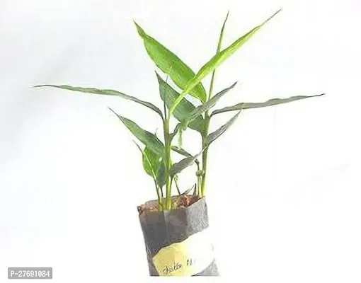 Zomoloco Elaichicardamom Plant Live Plant Cf016-thumb0