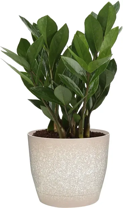 New Arrival Plant & Planters 