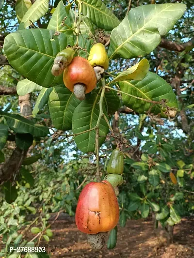 Zomoloco Hybrid Rare Grafted Cashew Apple Kaju F