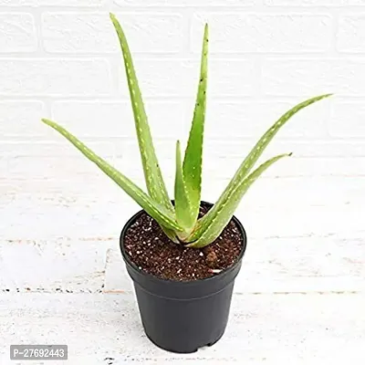 Zomoloco Aloe Vera Plant Cf00043 Aloe Vera Plant-thumb0