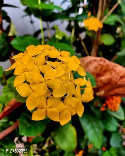 Zomoloco Trothic Ixora Chethi Yellow Plant Live Fl-thumb0