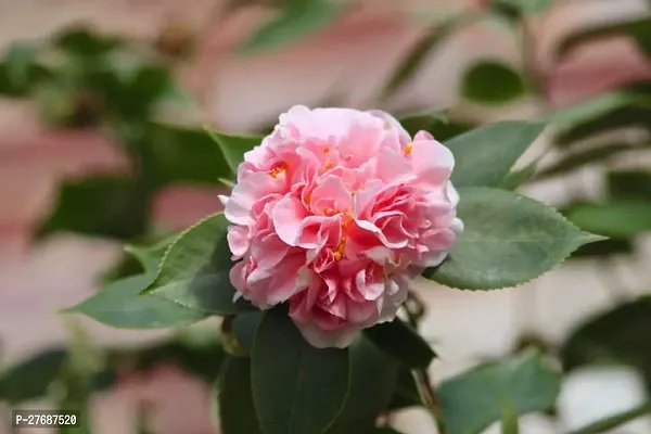 Zomoloco Pink Camellia Healthy Flower Plant For Ho-thumb0