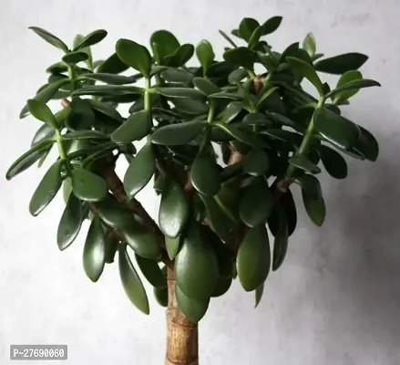 Zomoloco Jade Live Plant For Indoor Decoration C