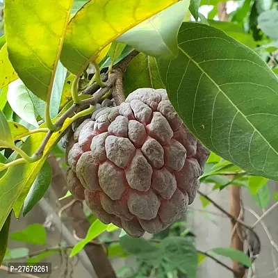 Zomoloco Custard Apple Live Plant Disha309093 C-thumb0