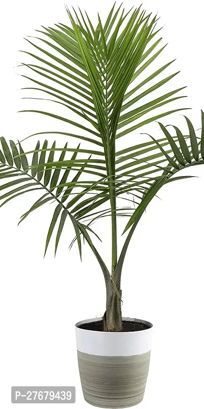 Zomoloco Areca Plamyd4 Areca Plam-thumb0