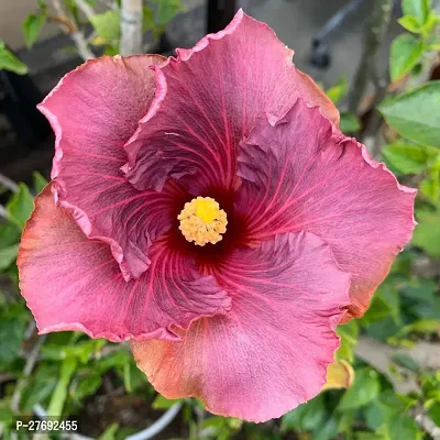 Zomoloco Hibiscus Hybrid Live Flower Plant Cf3300