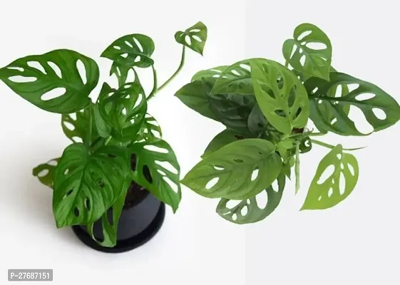 Zomoloco Broken Heart Indoor Plant With Air Purify-thumb0