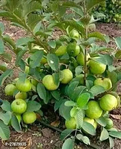 Zomoloco Baruipur Guava Live Plant Amrood Plant-thumb0