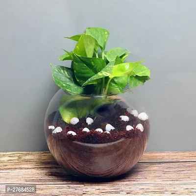 Zomoloco Mony P3 Money Plant-thumb0