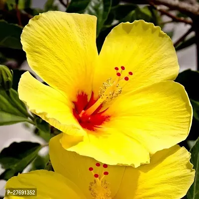 Zomoloco Hibiscus Yellow Live Flower Plant Cf3300-thumb0