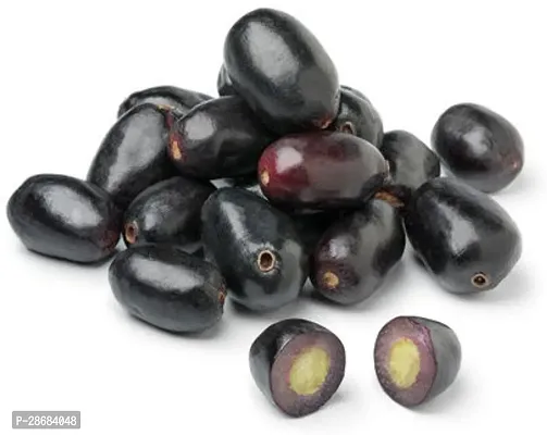 Zomoloco Jamun Plant BlackPlum_Jamun_Plant-thumb2