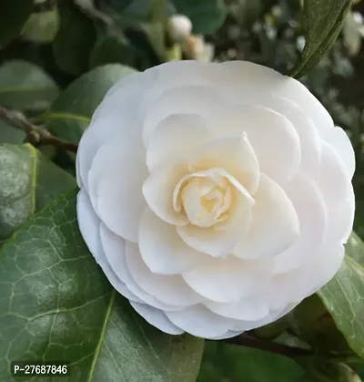 Zomoloco White Camellia Healthy Flower Plant For H