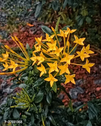 Zomoloco Trothic Ixora Chethi Yellow Plant Live Fl