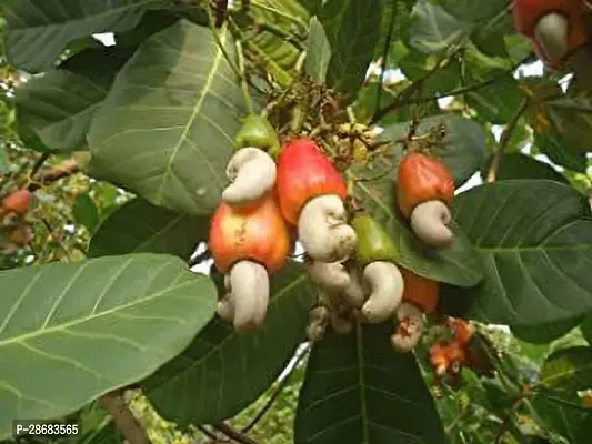 Zomoloco Cashew Apple Plant KAJU BADAM PPL21-thumb0