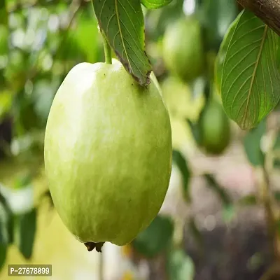 Zomoloco Gardens Fruit Live Plant Giant Guavaamru-thumb0