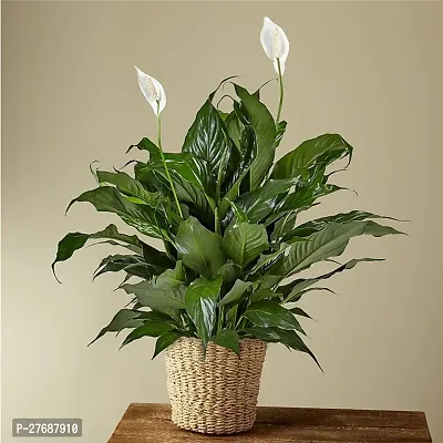 Zomoloco Peace Lily Or Spathiphyllum Live Plant Wh