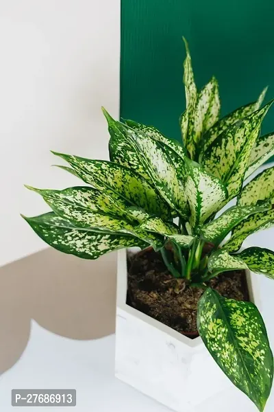 Zomoloco Snow White Aglaonema Chinese Evergree