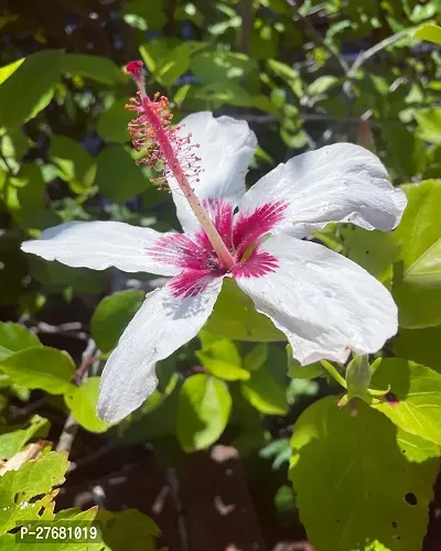 Zomoloco Hibiscus Blue Live Flower Plant Disha22-thumb0