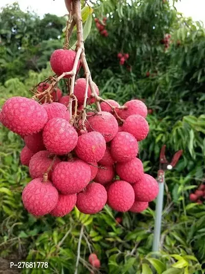 Zomoloco Lcc11 Litchi Plant-thumb0