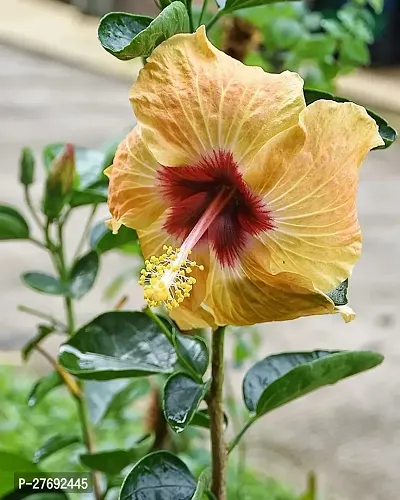 Zomoloco Hibiscus Yellow Live Flower Plant Cf3300