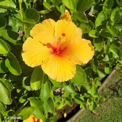 Zomoloco Hibiscus Yellow Live Flower Plant Cf3300-thumb0