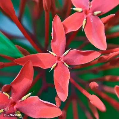 Zomoloco Trothic Ixora Chethi Red Plant Live Flowe-thumb0