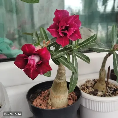 Zomoloco Air Layered Adenium Plant Live Plant Cf3