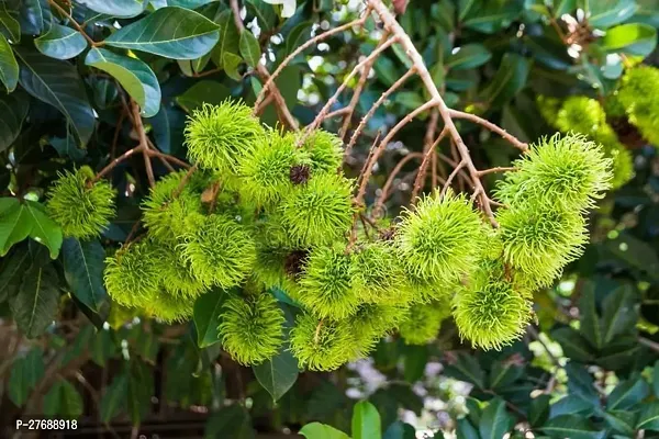 Zomoloco Rare Yellow Rambutan Hybrid Exotic Fruit