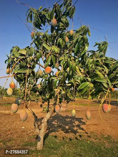 Zomoloco Mango Plant Mango Plant