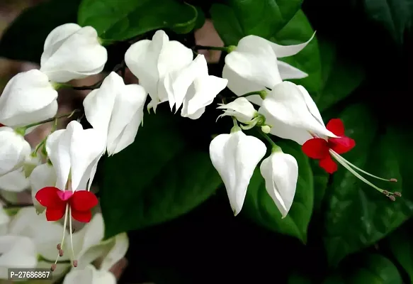 Zomoloco Live Rare Bleeding Heart Vine White Cler