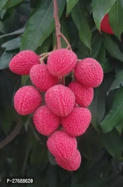 Zomoloco Air Layered Hybrid Gulabi Litchi Plant Li