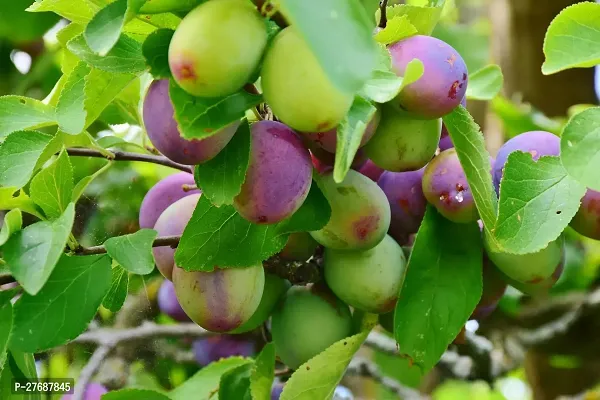 Zomoloco Exotic Live Grafted Plum Aalu Bukharaal