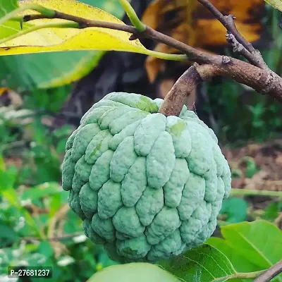 Zomoloco Custard Apple Live Plant Disha30900211-thumb0