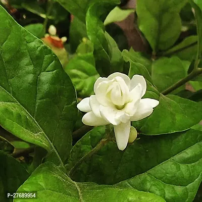 Zomoloco Arabian Jasmine Double Petal Live Flower