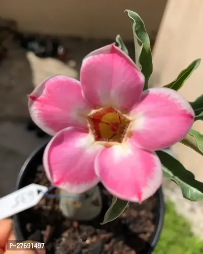 Zomoloco Air Layered Adenium Plant Live Plant Cf1