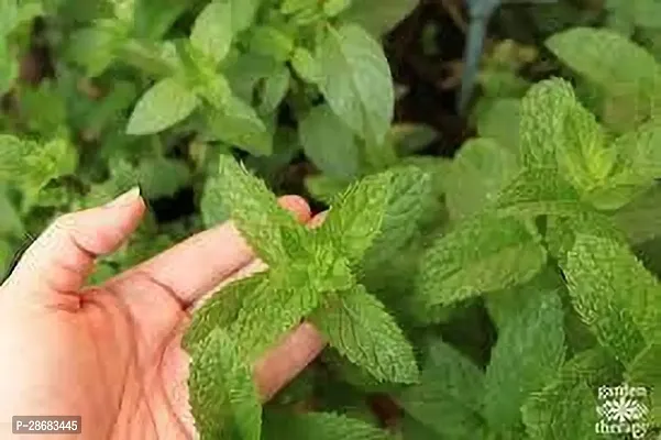 Zomoloco Mint Plant MINT PLANT PLMN-thumb2