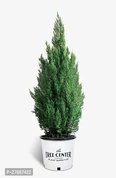 Zomoloco Live Christmas Plant Healthy Decorative